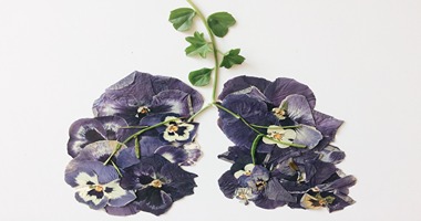 How To Press Flowers - Everything You Need To Know!