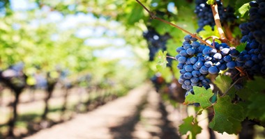 Beaune – France’s Capital Of Burgundy Wine