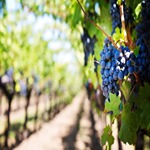 Beaune – France’s Capital Of Burgundy Wine